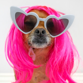 custom-services-doggie-with-heart-shaped-glasses