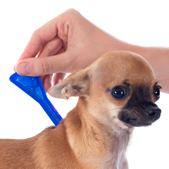 flea-and-tick-treatment