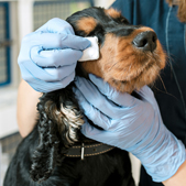 applying treatment to dog