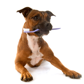 doggie holding a tooth brush in his mouth